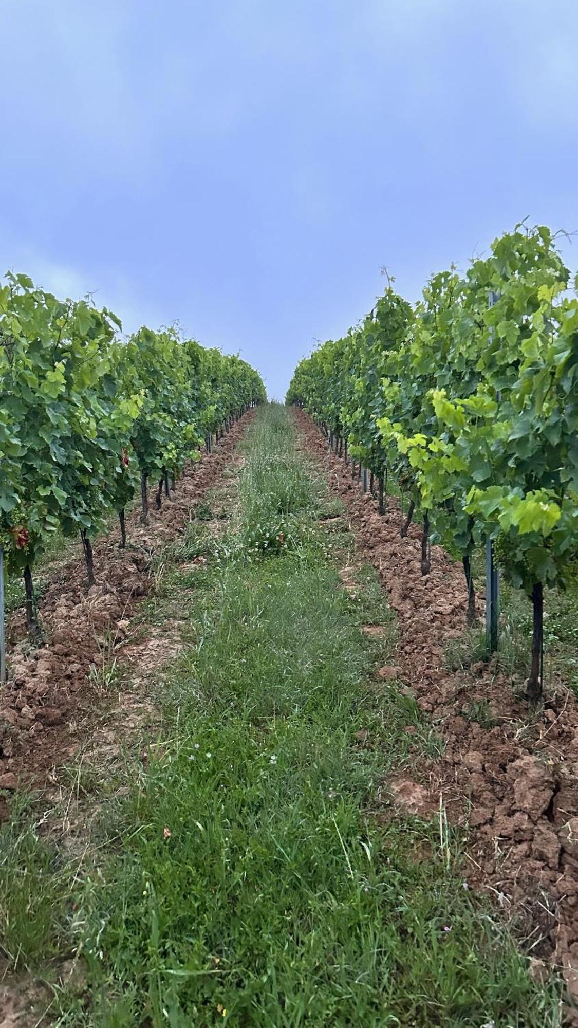 Les Ecrivains At Domaine Le Touran Near Saint Emilion Villa Pellegrue Exterior photo
