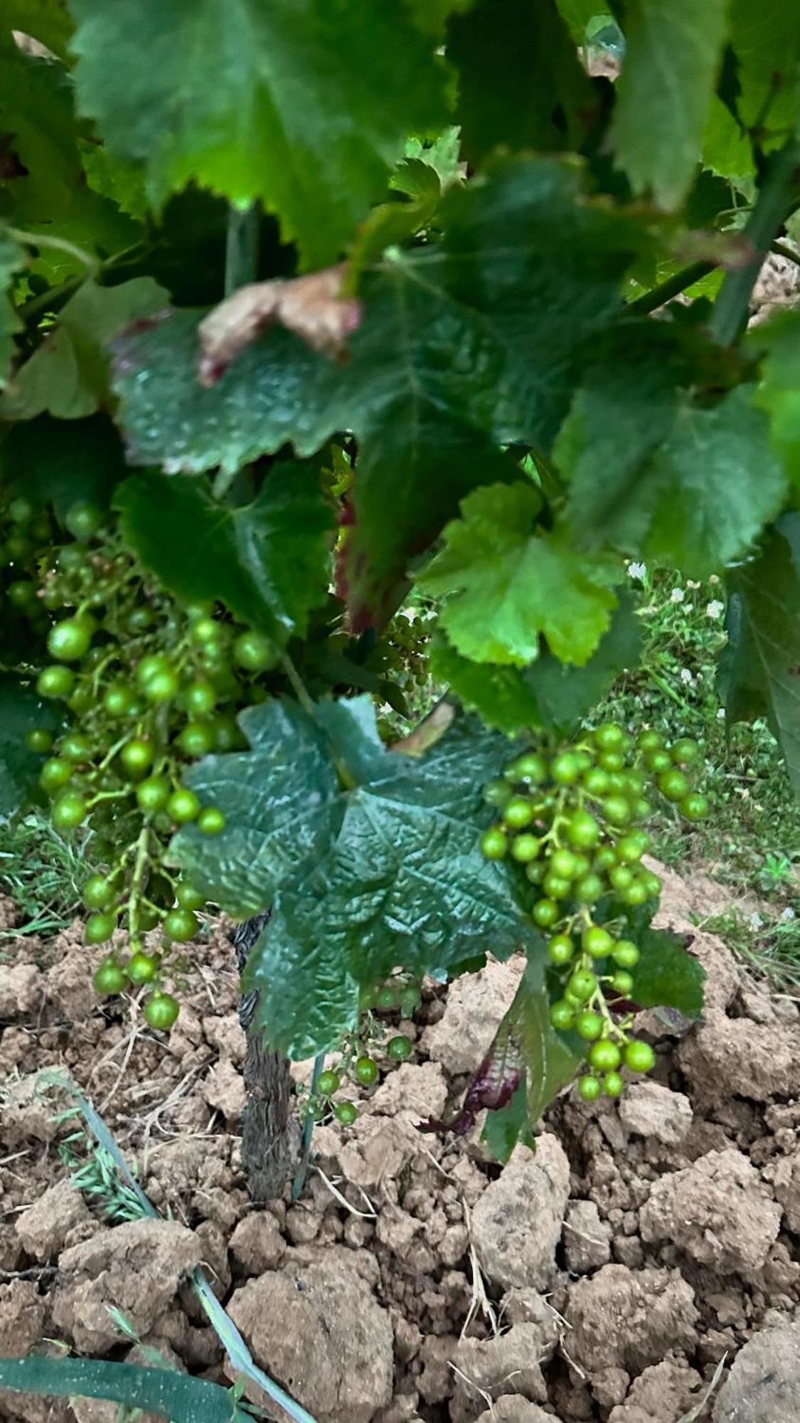 Les Ecrivains At Domaine Le Touran Near Saint Emilion Villa Pellegrue Exterior photo